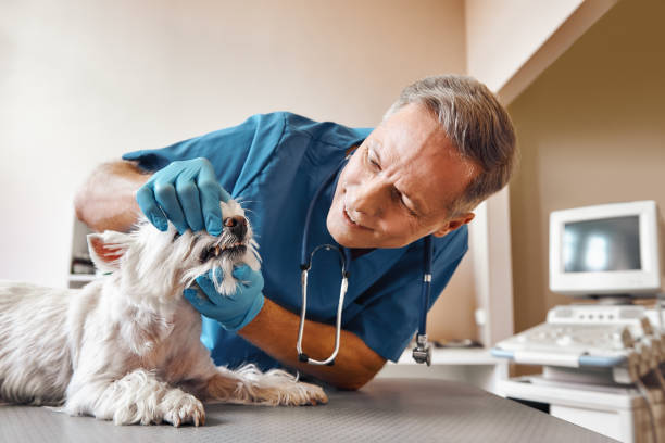 Best Emergency X-Rays and Diagnostics in Windsor, VA